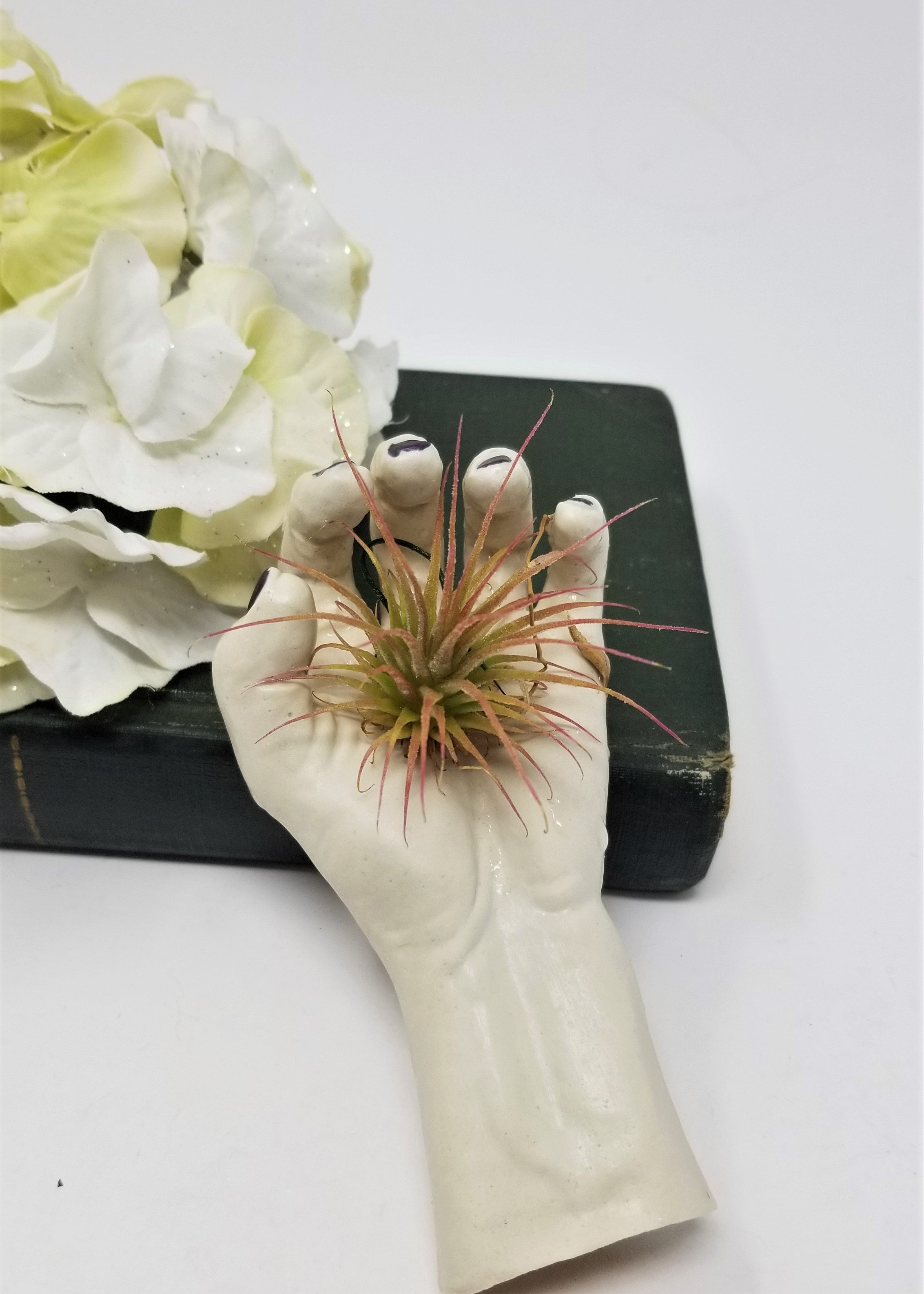 Home Grown Air Plant in Human-Like Hand Cool